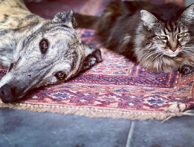 Greyhound