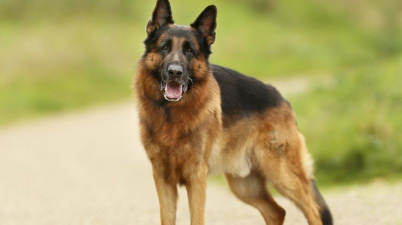 German Shepherd