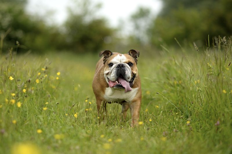 Bulldog