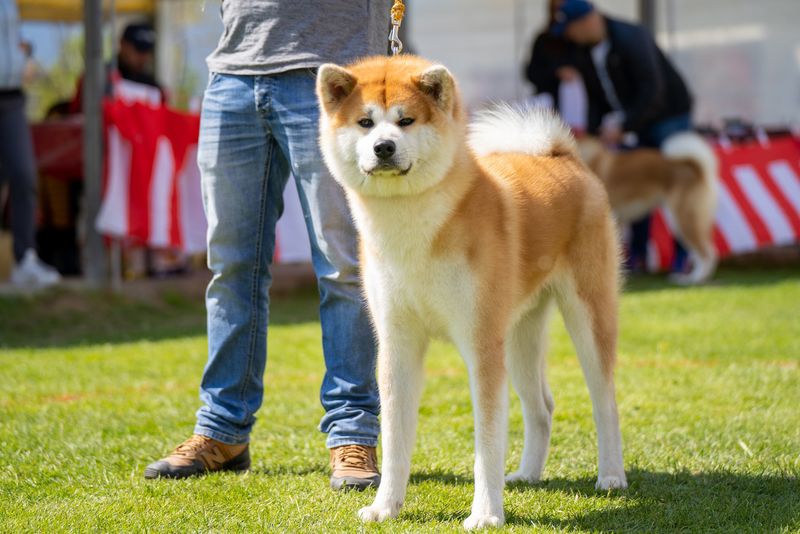Akita