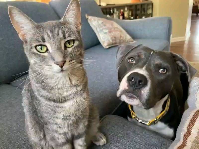 American Pit Bull Terrier