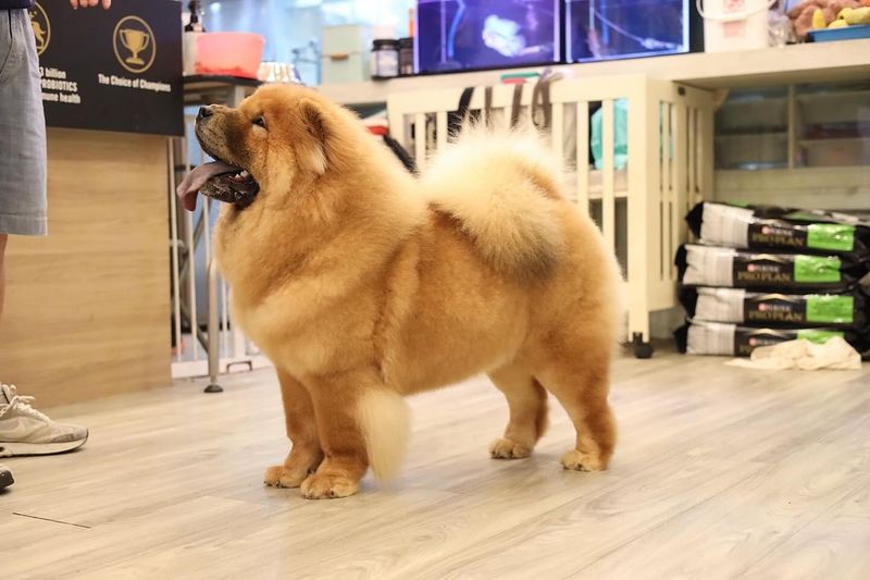 Chow Chow