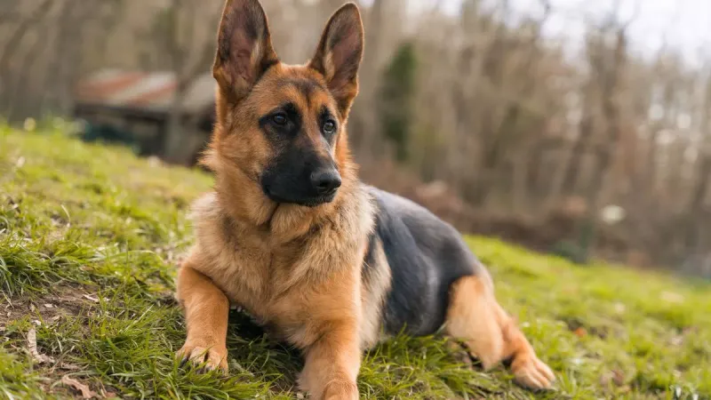 German Shepherd