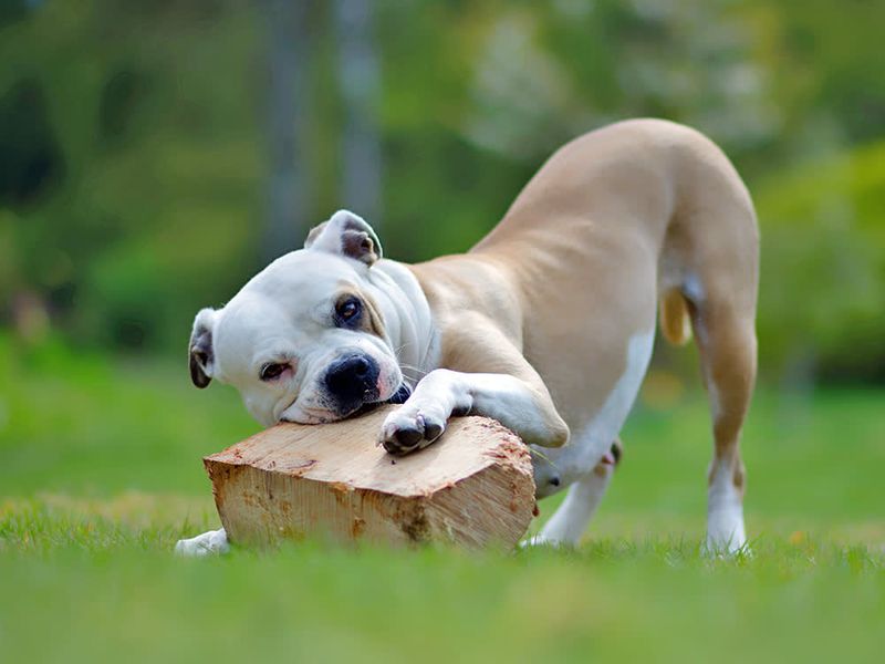 American Bulldog