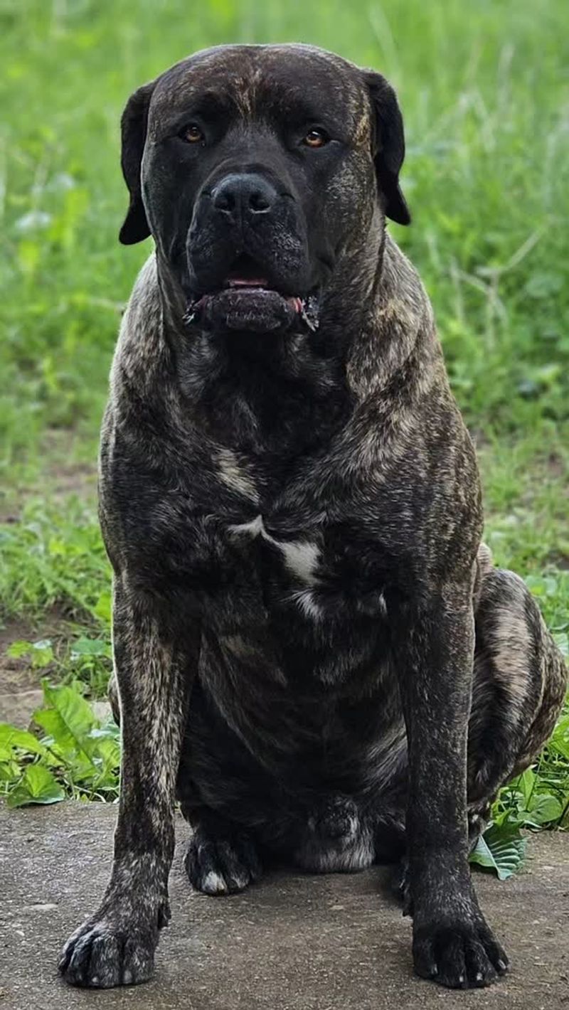 Bullmastiff