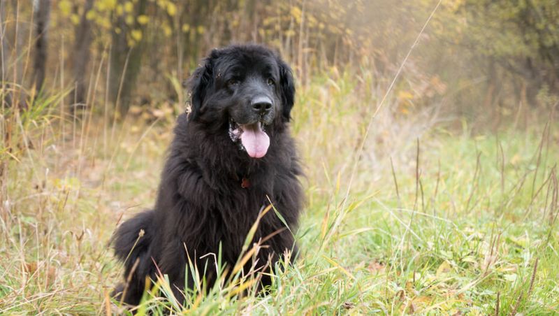 Newfoundland