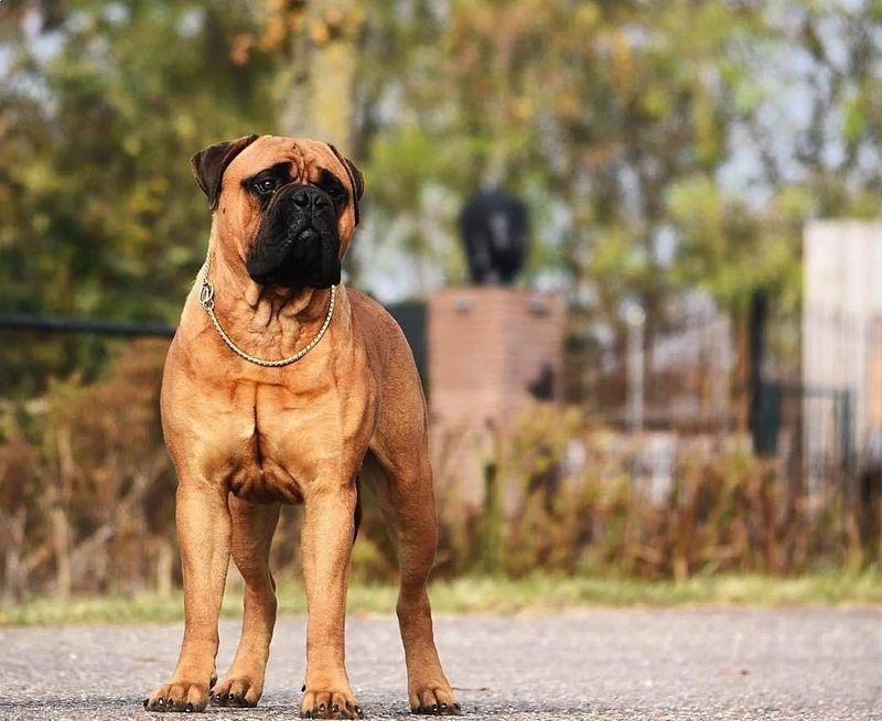 Bullmastiff