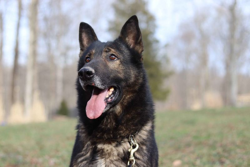 German Shepherd