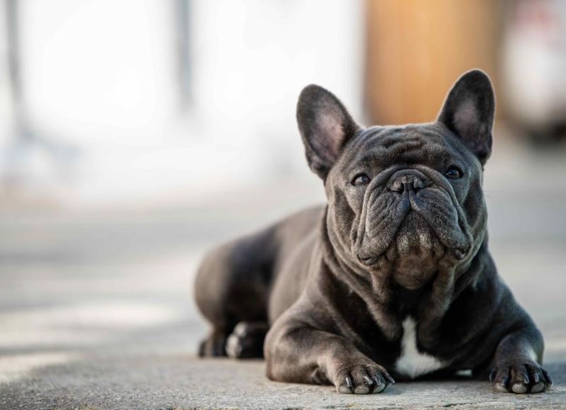 French Bulldog