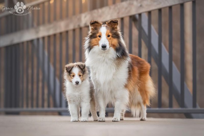 Shetland Sheepdog