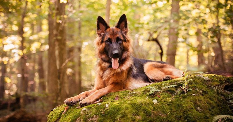 German Shepherd