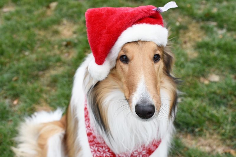 Collie