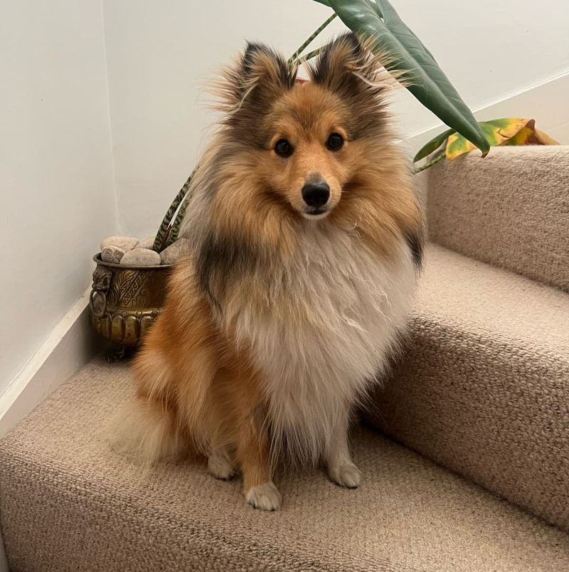 Shetland Sheepdog