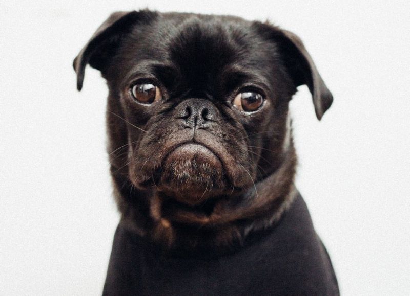 Pug