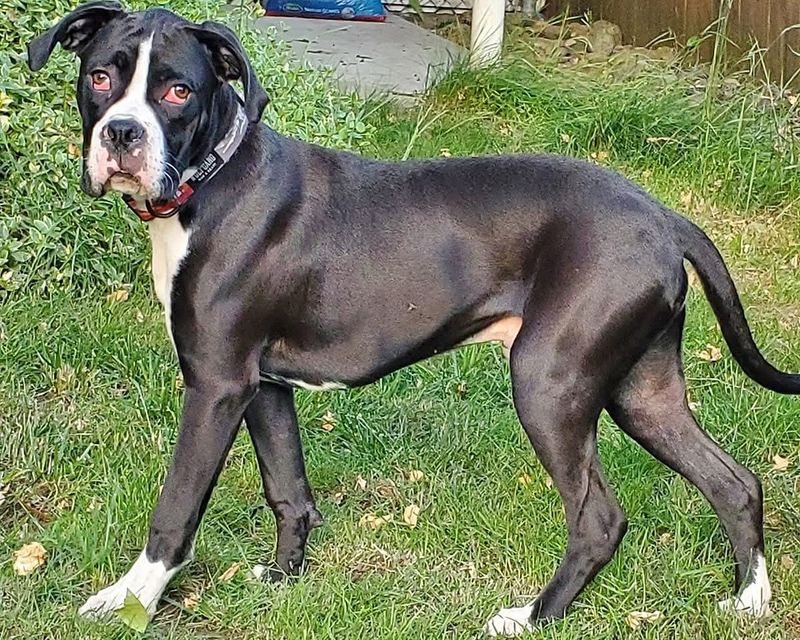 Boxer