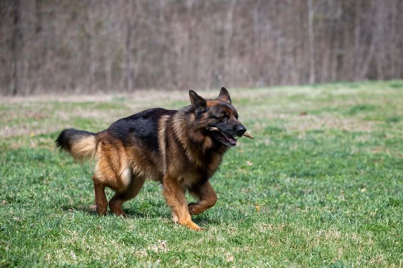 German Shepherd