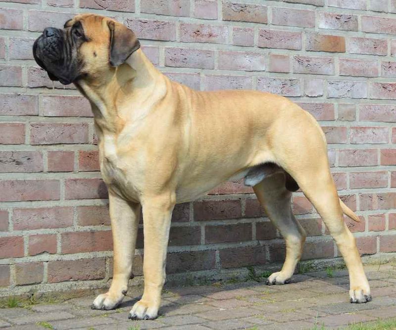 Bullmastiff