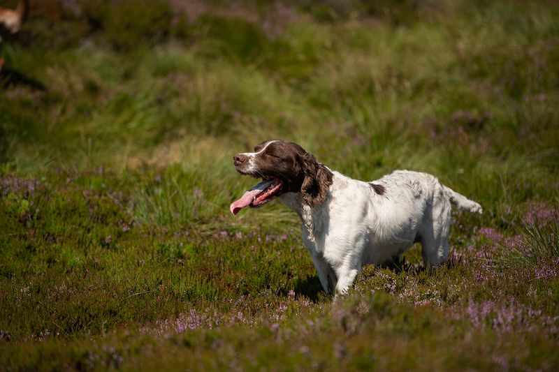 English Springer Spaniel
