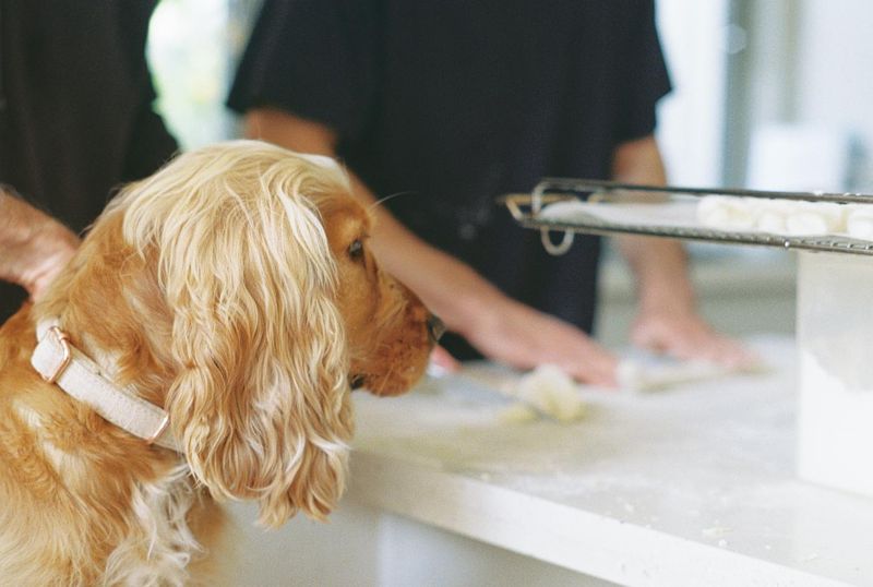 Cocker Spaniel