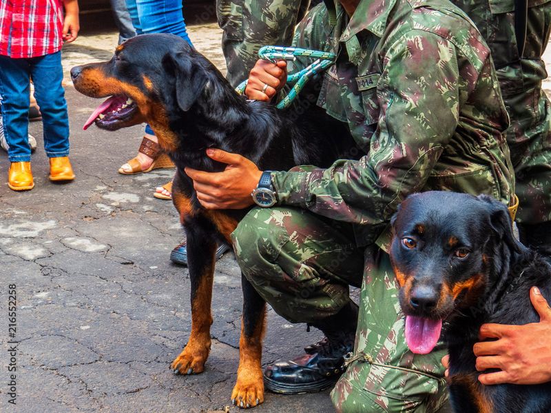 Rottweiler