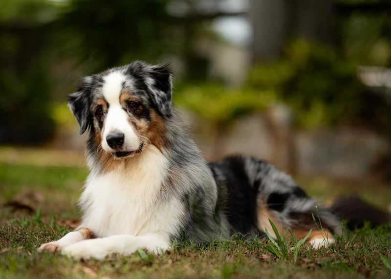 Australian Shepherd