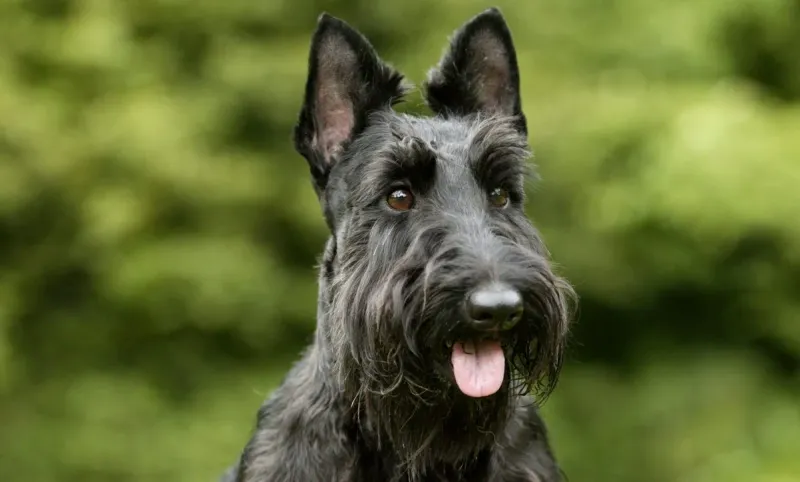 Scottish Terrier