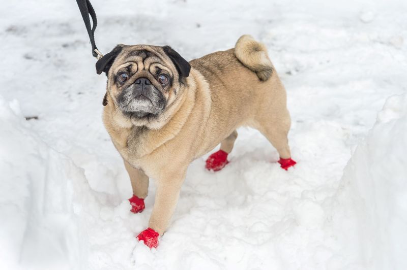 Winter Paw Protection
