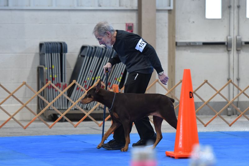 Obedience Trials
