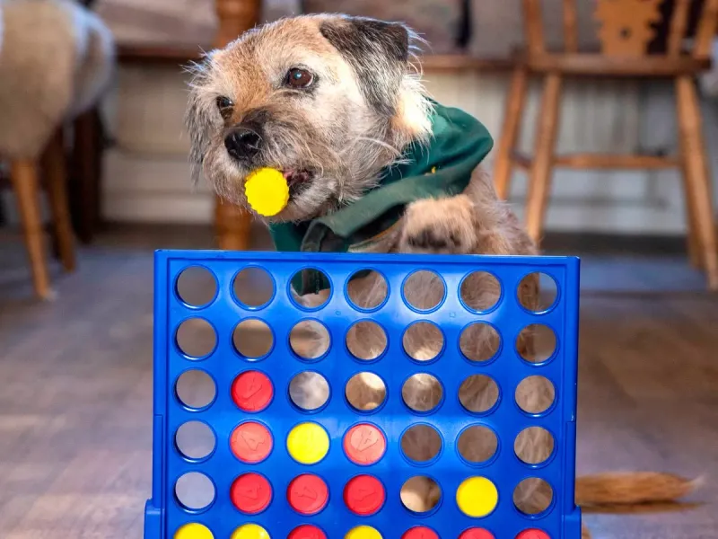 Trick Training