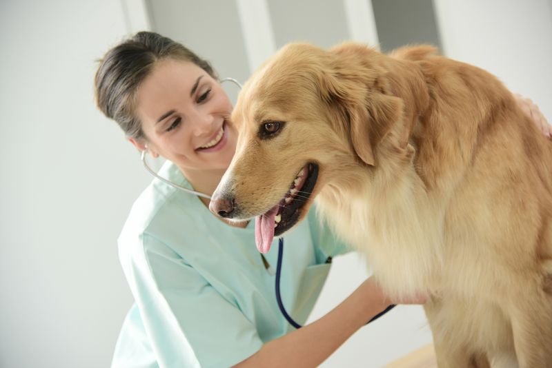 Vet Consultation