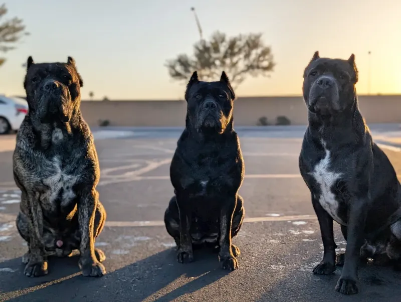 Cane Corso