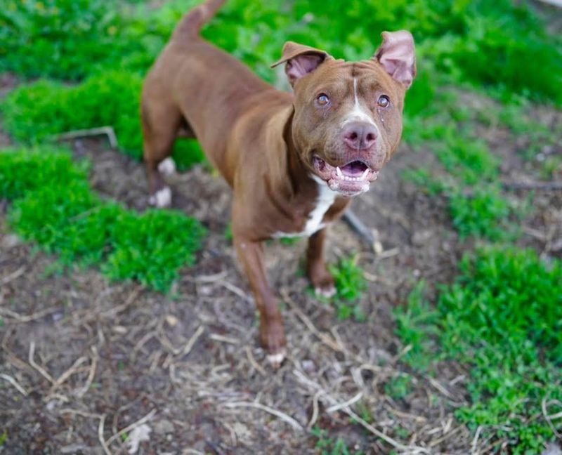 Pit Bull Terrier