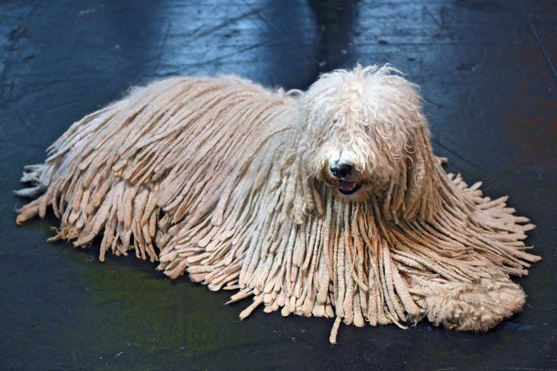 Komondor