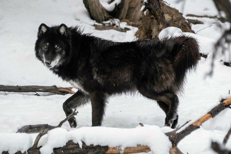 Wolf Hybrid