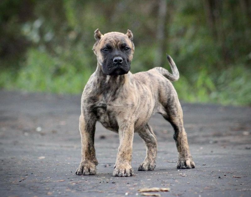 Presa Canario