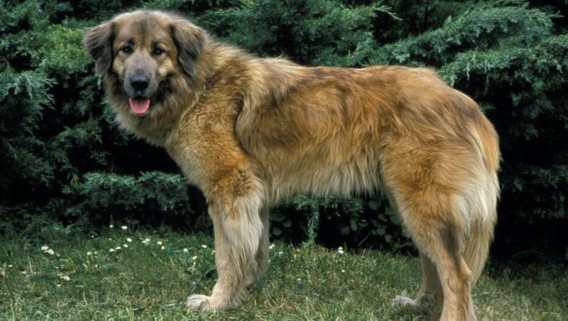 Estrela Mountain Dog