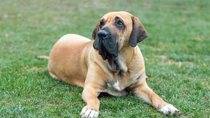 Fila Brasileiro