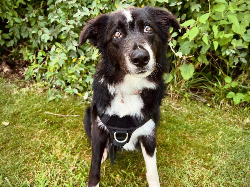 Border Collie