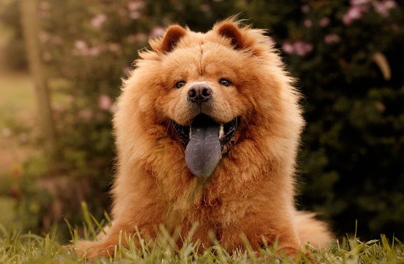 Chow Chow