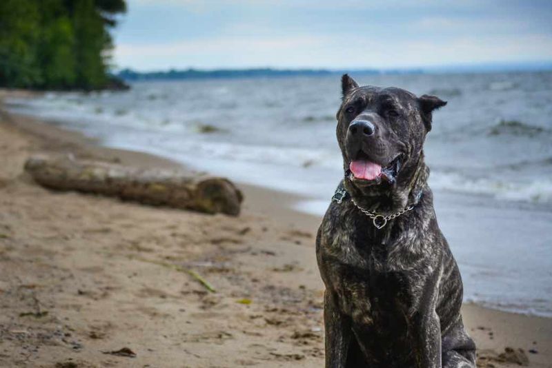 Presa Canario