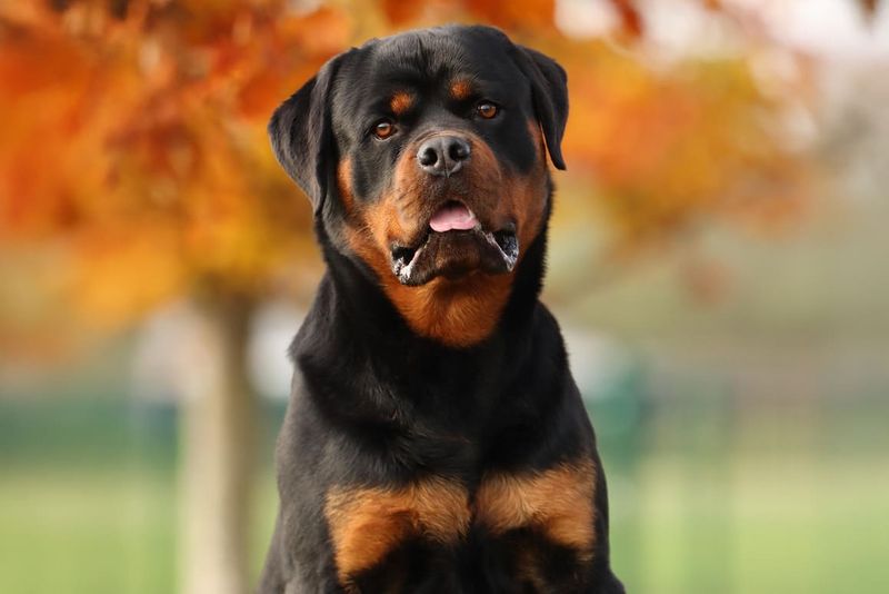 Rottweiler
