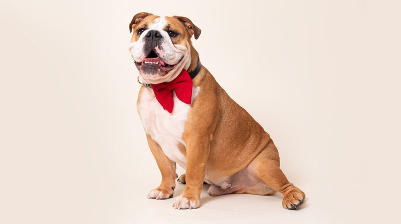 Bulldog