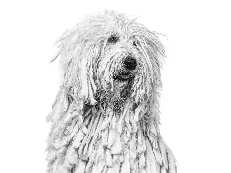 Komondor