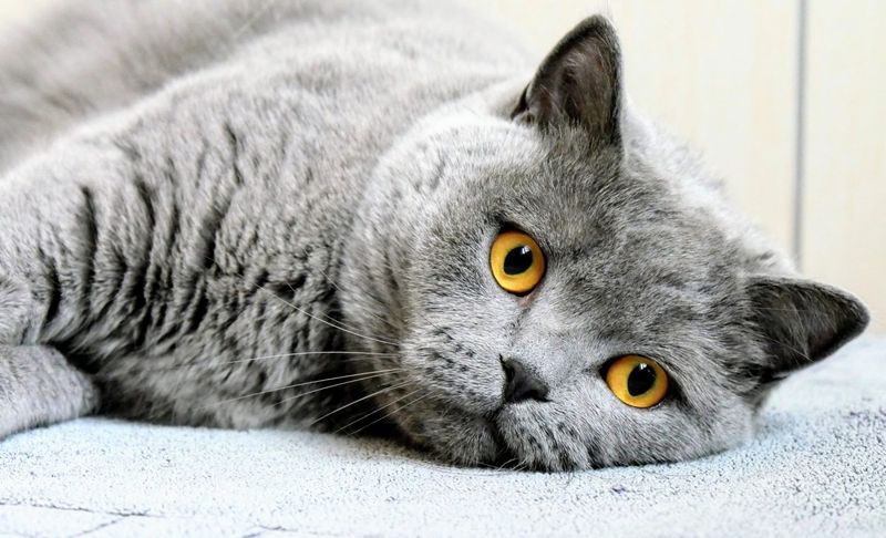 Cats' Adaptability to Change