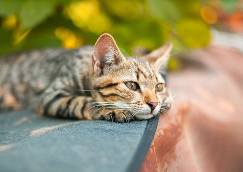 Cats' Self-Contained Grief