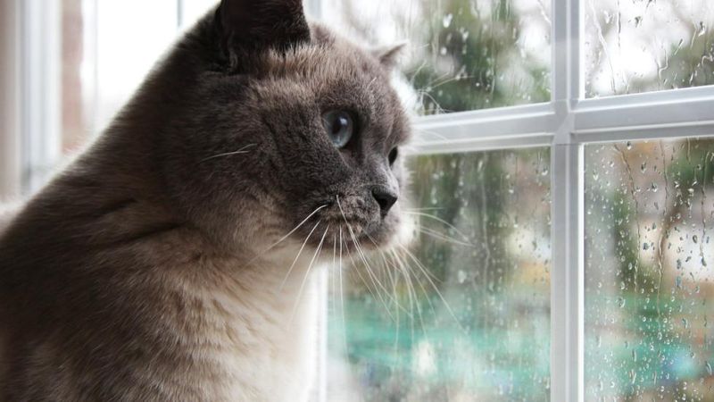Cats' Inherent Solitude