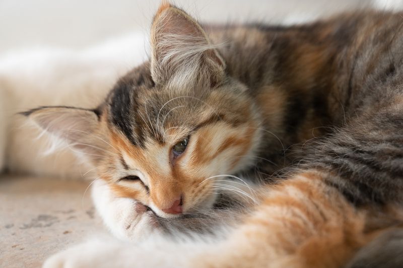 Cats' Gentle Purring