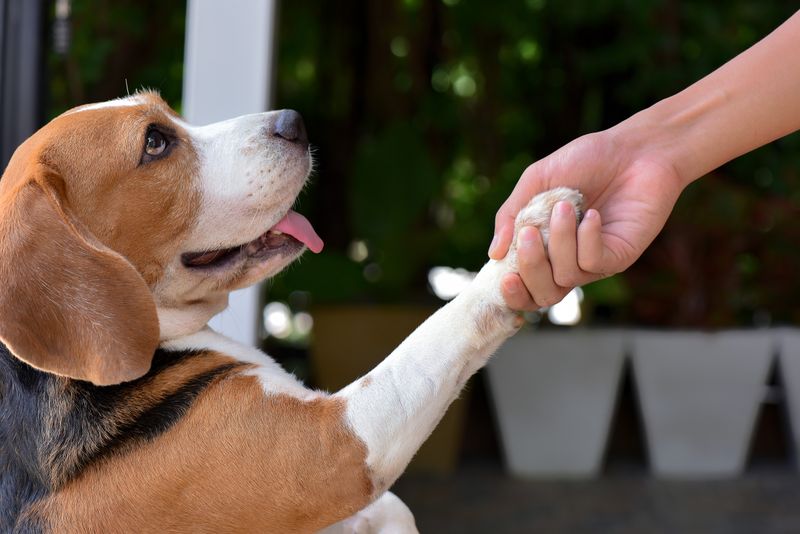 You Can't Teach an Old Dog New Tricks