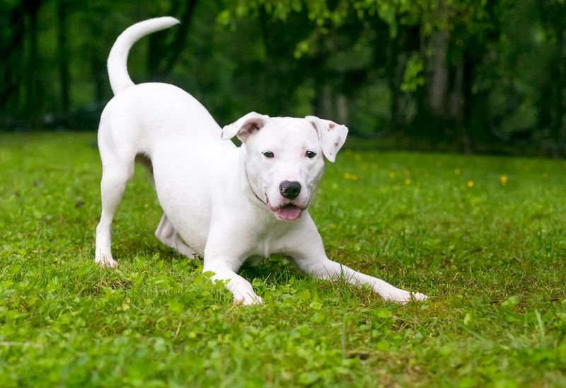 Dogs Only Wag Their Tails to Communicate