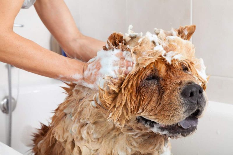 All Dogs Hate Baths